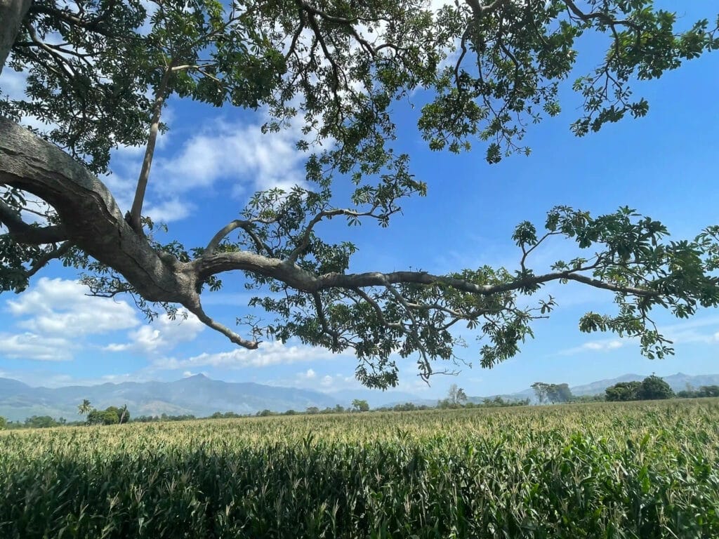 Daily Philippines - Every day, everything, Philippines! - Your daily guide to travel, culture, and life across the Philippines.